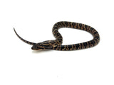 False Water Cobra Het Lavender
