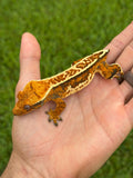 High Coverage Extreme Harlequin Tricolor Crested Gecko