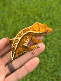 High Coverage Extreme Harlequin Tricolor Crested Gecko