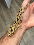 Orange Super Dalmatian Crested Gecko