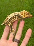 Whiteout Harlequin Pinstripe Crested Gecko