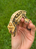 Whiteout Harlequin Pinstripe Crested Gecko