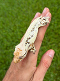 High Expression Lilly White Crested Gecko