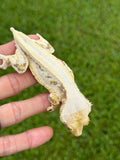 Solid Dorsal Lilly White Crested Gecko