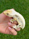 Solid Dorsal Lilly White Crested Gecko