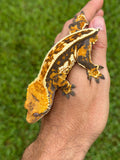 Tricolor Pinstripe Crested Gecko