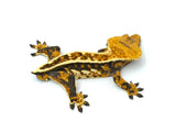 Tricolor Pinstripe Crested Gecko