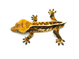 Tricolor Pinstripe Crested Gecko