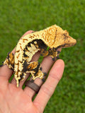 Tricolor Harlequin Crested Gecko