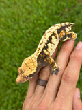 Tricolor Harlequin Crested Gecko