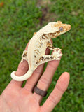 High Expression Lilly White Pinstripe Crested Gecko