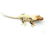 High Expression Lilly White Pinstripe Crested Gecko