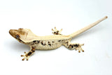 High Expression Lilly White Pinstripe Crested Gecko
