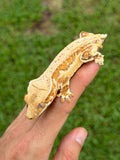Tangerine Lilly White Pinstripe Crested Gecko