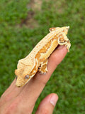 Tangerine Lilly White Pinstripe Crested Gecko
