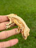Tangerine Lilly White Pinstripe Crested Gecko
