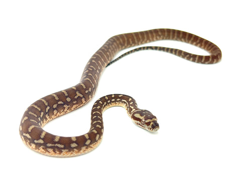 Baby Bredl's Carpet Python