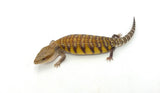 Swedish x Sunrise Northern Blue Tongue Skink
