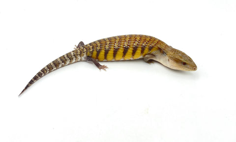 Swedish x Sunrise Northern Blue Tongue Skink