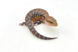 Orange Swedish Northern Blue Tongue Skink