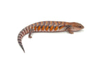Red x Swedish Northern Blue Tongue Skink