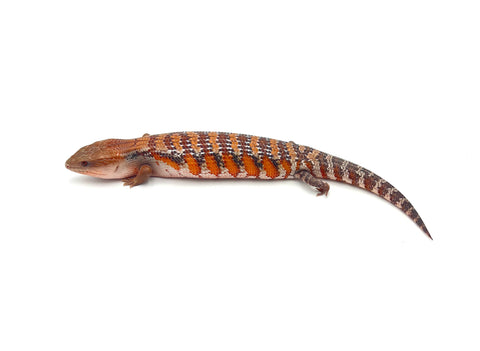 Red x Swedish Northern Blue Tongue Skink
