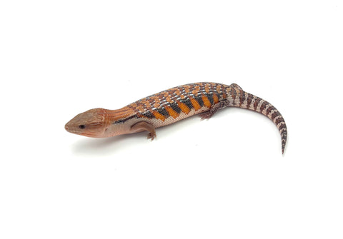 Red x Swedish Northern Blue Tongue Skink