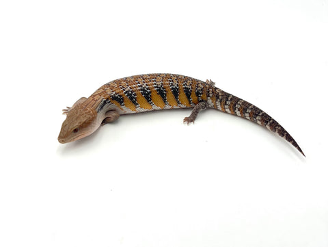 Swedish Northern Blue Tongue Skink