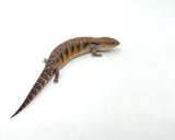 Swedish Northern Blue Tongue Skink