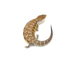 Swedish x Sunrise Northern Blue Tongue Skink