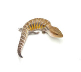 Swedish x Sunrise Northern Blue Tongue Skink