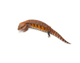 Highlighter Red/Orange Northern Blue Tongue Skink