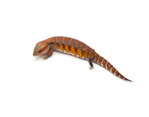 Highlighter Red/Orange Northern Blue Tongue Skink