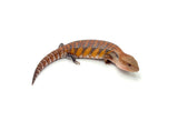Highlighter Red/Orange Northern Blue Tongue Skink