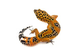 Melanistic Bold Tangerine Leopard Gecko Male