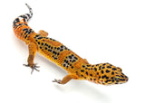 Melanistic Bold Tangerine Leopard Gecko Male