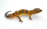 Melanistic Bold Tangerine Leopard Gecko Male