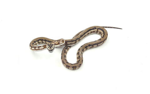 Baby Striped Jaguar Coastal Carpet Python