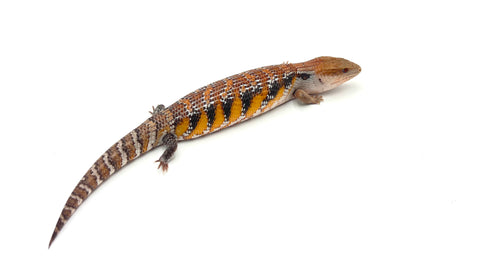 Swedish x Dark Sunrise Northern Blue Tongue Skink