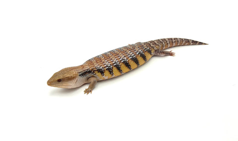 Classic Northern Blue Tongue Skink