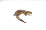 Classic Northern Blue Tongue Skink