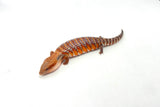 Bright Red/Orange Northern Blue Tongue Skink