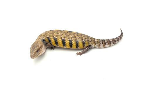 Swedish Northern Blue Tongue Skink