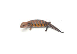 Orange Northern Blue Tongue Skink