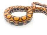 Rainbow Boa