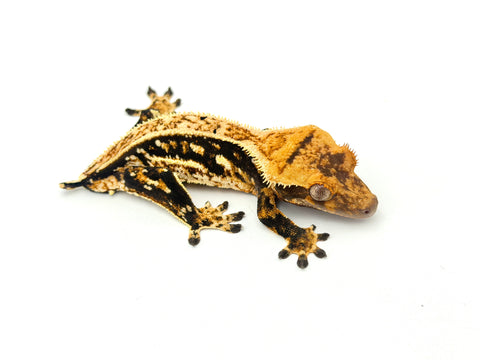 Tricolor Harlequin Pinstripe Crested Gecko (Frost offspring)