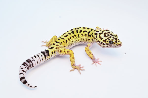 LOUNGE LIZARD LEOPARD STOLE FRANCE製BROWN Iranian Leopard Gecko for sale – TikisGeckos