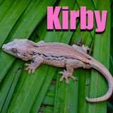 Gargoyle Gecko Mystery Box