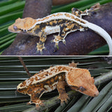 High Coverage Extreme Harlequin Tricolor Crested Gecko