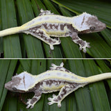 Axanthic Lilly White Crested Gecko
